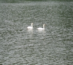 Seniorenausflug über den Harkortsee